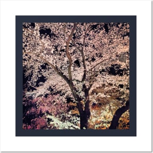 Sakura - Cherry Blossom - Kyoto Posters and Art